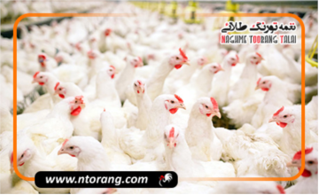 بهترین راهکارها برای کنترل مگس در مرغداری